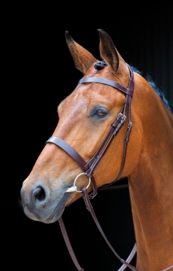 Shires Salisbury Berrington Bridle